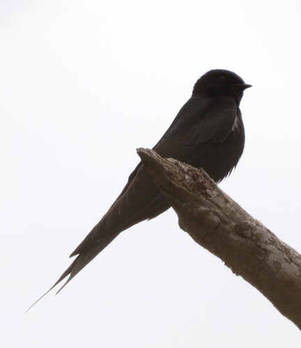 iNaturalist image