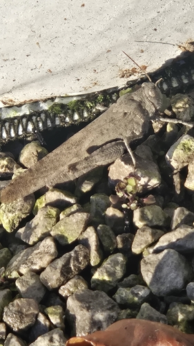 Carolina Grasshopper
