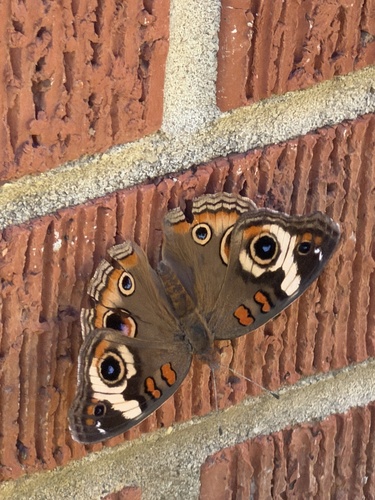 Common Buckeye