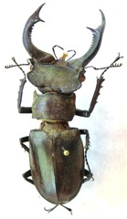 Lucanus nobilis
