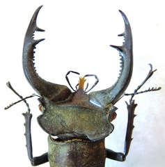 Lucanus nobilis