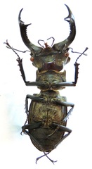 Lucanus nobilis
