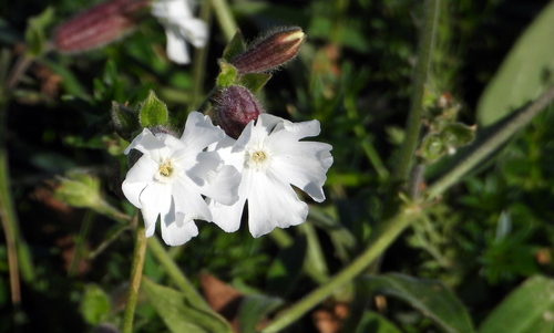 white campion