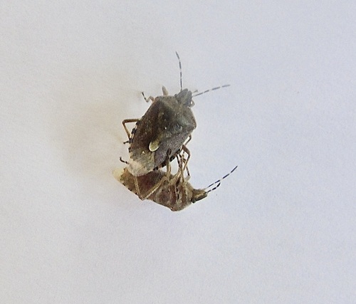 Dolycoris numidicus