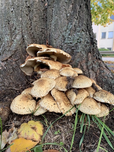 shaggy scalycap