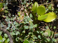 Chenopodium triandrum