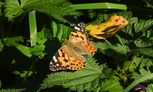Painted Lady