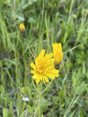 Hypochaeris maculata