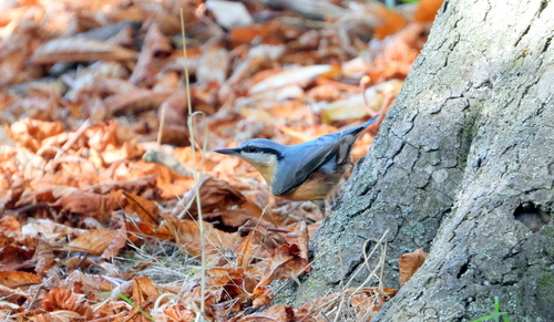 Eurasian Nuthatch