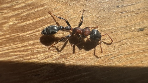 Arboreal Bicolored Slender Ant