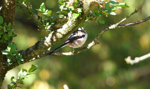 Long-tailed Tit