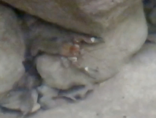 Signal Crayfish
