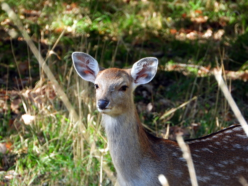 Sika Deer