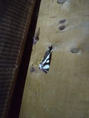 Lepidoptera