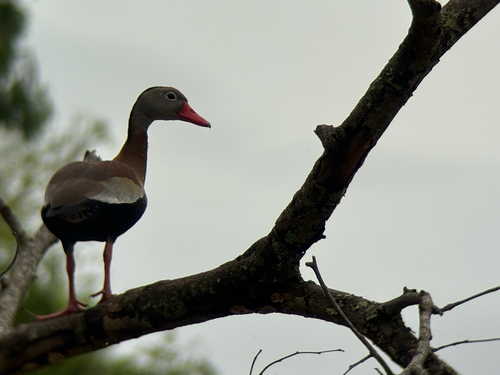 Black-bellied Whistling-Duck