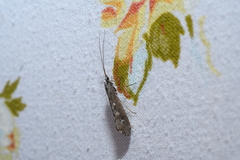 Glyphopsyche irrorata