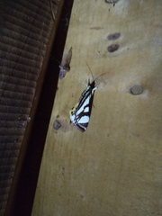 Lepidoptera