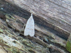 Dichomeris punctidiscellus