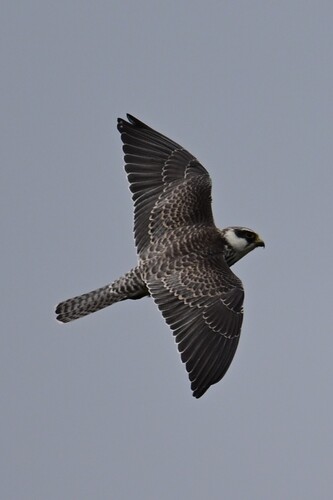 iNaturalist image