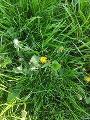 Taraxacum