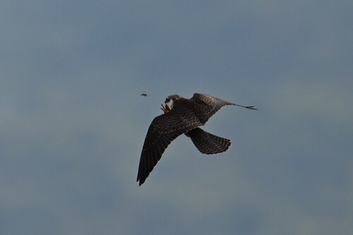 iNaturalist image