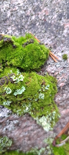 Orthodicranum montanum observed 2026-10-13