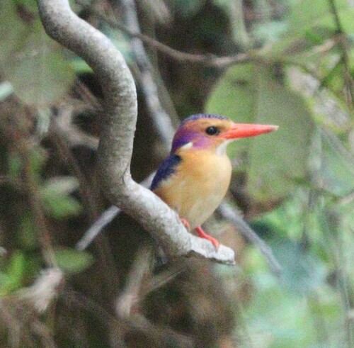 iNaturalist image