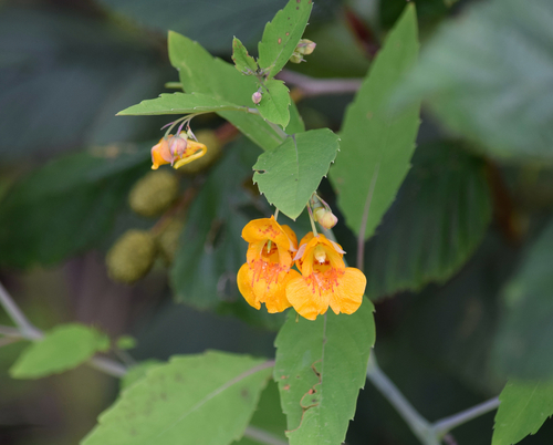 common jewelweed