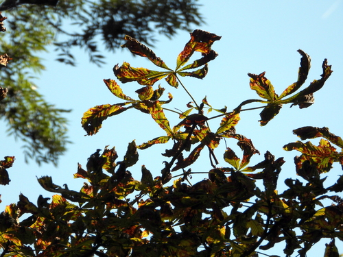 horse-chestnut