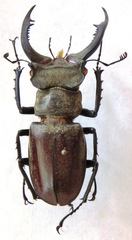 Lucanus nobilis