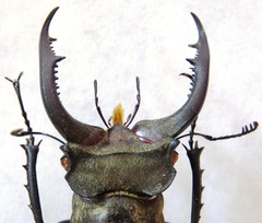 Lucanus nobilis