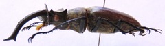Lucanus nobilis
