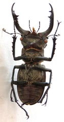 Lucanus nobilis
