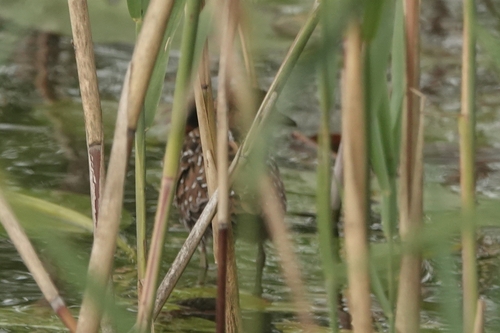 Baillon's Crake