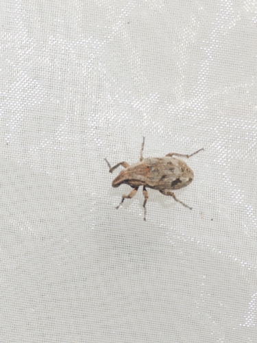 Pleurocleonus sollicitus