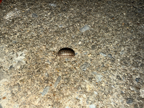 Nosy Pill Woodlouse