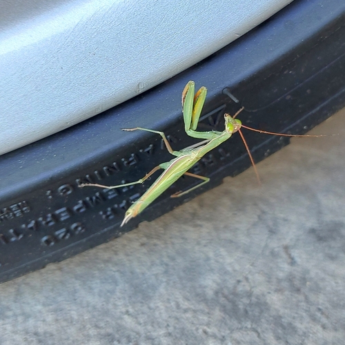 European Mantis