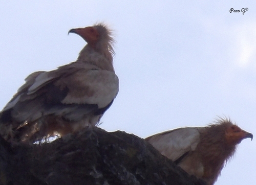 iNaturalist image