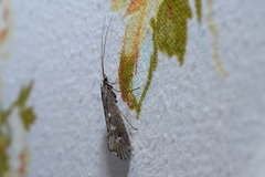 Glyphopsyche irrorata