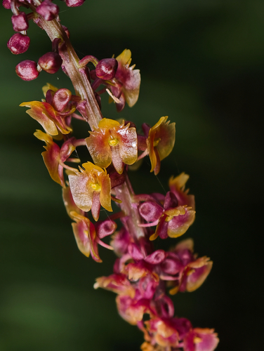 Microstylis observed 2026-10-13