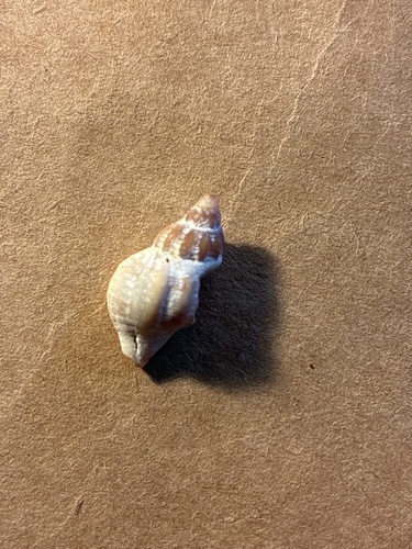 Urosalpinx cinerea observed 2026-10-13