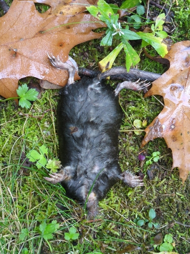 Star-nosed Mole observed by dallen0
