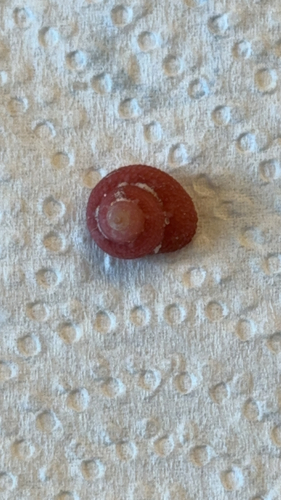 Clanculus corallinus observed 2026-10-13