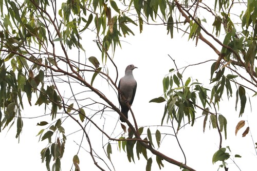 Ducula aenea observed 2026-10-13