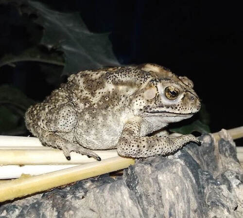 Asian Common Toad