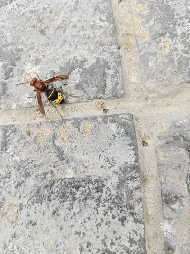 Oriental Hornet