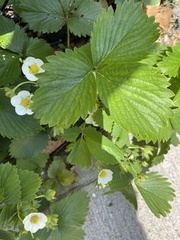 Fragaria × ananassa