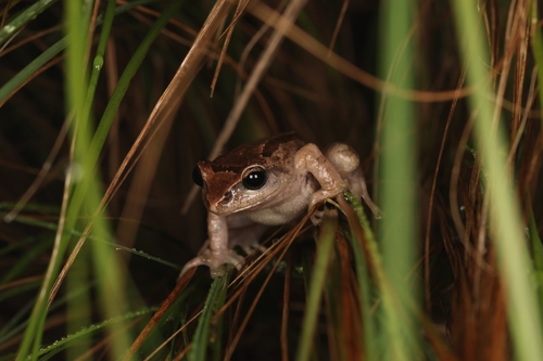 Small-eared Shrub Frog