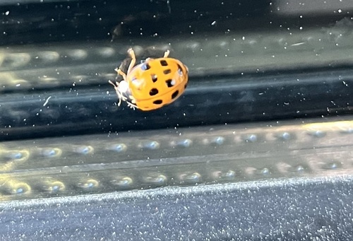 Asian Lady Beetle