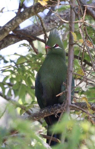 iNaturalist image